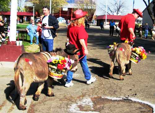 Donkeys in costume at Love Your Pet Expo 2008