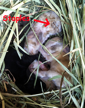 Frankie with Staples