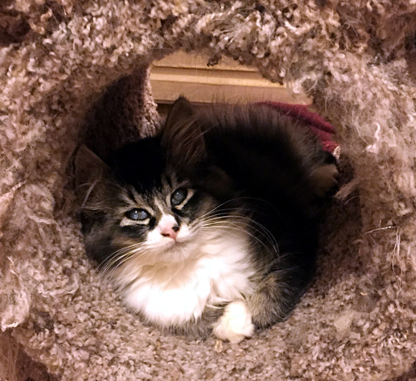 Blossom in her cat tree