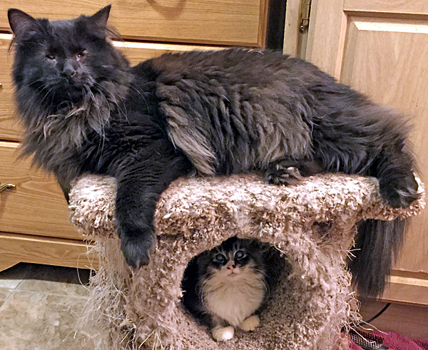 Fozzy Bear & Blossom