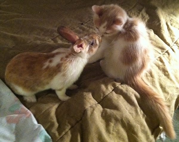 Frankie & Foster Kitten