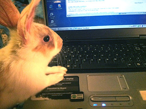 Frankie at the Keyboard