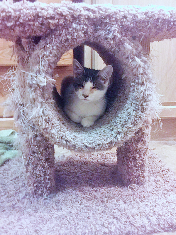 Newbie in cat tree