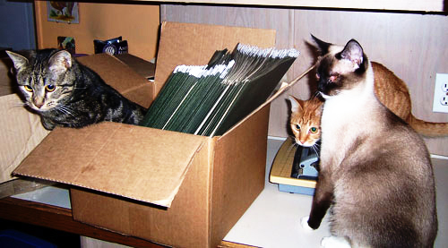 House Kitties