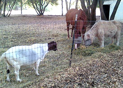 Taffy, Gladys, & Saint